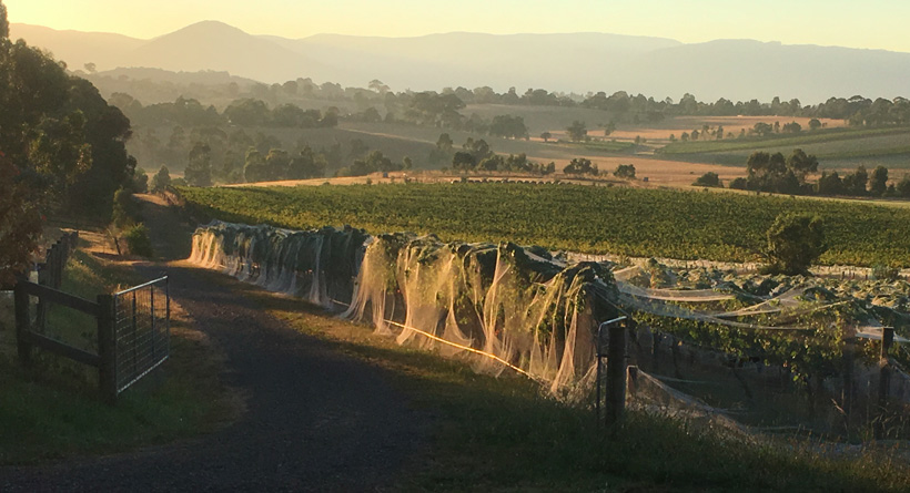 Tarrahill Vineyard